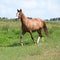 Nice chestnut horse running on meadow