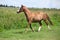 Nice chestnut horse running on meadow