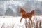 Nice chestnut horse running in winter