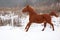 Nice chestnut horse running in winter