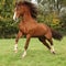 Nice chestnut welsh pony stallion jumping