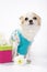 Nice Chihuahua dog with gift box and flowers