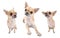 Nice chihuahua dog set of portraits isolated