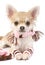nice chihuahua puppy with knitted set