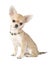 Nice chihuahua puppy with necklace portrait