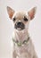 Nice Chihuahua puppy with necklace portrait