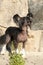 Nice Chinese Crested Dog in front of stone wall