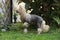 Nice Chinese Crested Dog in the garden