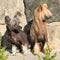 Nice Chinese Crested Dogs