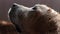 Nice close up view of muzzle of labrador dog that looks up. cute sand-colored dog is waiting for command from owner