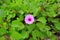 Nice close up view of pink flower isolated. Green leafs on background. Beautiful nature backgrounds