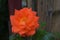 Nice closeup of an orange rose