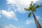 Nice coconut palm tree in blue sunny sky