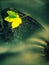 Nice colorful broken maple leaf on basalt stone in blurred water of mountain stream cascade. Autumn colors.