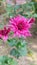 Nice Colorful Chrysanthemum or Chandra Mallika flower