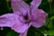 Nice colorful clematis flower close up in the sunshine