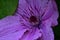 Nice colorful clematis flower close up in the sunshine