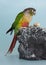 Nice colorful conure as a pet animal