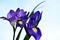 Nice colorful iris and freesia close close up