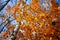 Nice colorful leafs on the blue sky