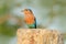 Nice colour light blue bird Indian Roller sitting on the stone with orange background. Birdwatching in Asia. Beautiful colour bir