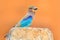 Nice colour light blue bird Indian Roller sitting on the stone with orange background. Birdwatching in Asia. Beautiful colour bir