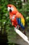 Nice coloured parrot