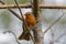 A nice common robin on its branch in the city park