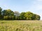 a nice country tree line lush growing green in a field on a peaceful sunny day outside