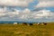 Nice Cows on the Feldberg in Germany Black forest.