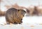 Nice coypu Myocastor coypus