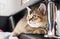 A nice, cute kitten British golden chinchilla is sitting on th