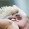 Nice and cute sleepy African pygmy hedgehog rolled