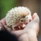 Nice and cute sleepy African pygmy hedgehog rolled up