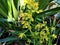 Nice Cymbidium orchid with small yellow-greenish blossoms