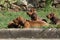 Nice Dachshund puppies laying in the garden