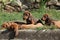 Nice Dachshund puppies laying in the garden