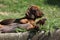 Nice Dachshund puppies laying in the garden