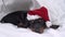 Nice dachshund puppy in Santa hat with white fur is sweetly napping in blanket burrow, front view. Baby dog was tired