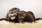 Nice dark color ferret couple posing in studio