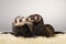 Nice dark color ferret couple posing in studio