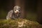 Nice dark ferret posing on moss deep in summer forest