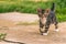 Nice dark tabby kitten with paws walks on concrete