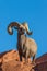 Nice Desert Bighorn Ram on Rock