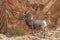 Nice Desert Bighorn Sheep Ram