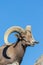 Nice Desert Bighorn Sheep Ram Portrait