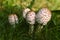 Nice detail portrait bunch of mushrooms Macrolepiota