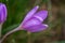 Nice dewy flower in the autumn Colchicum autumnale