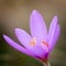 Nice dewy flower in the autumn Colchicum autumnale