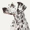 Nice dog breed dalmatian portrait isolated on white close-up,